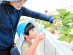 どれがおいしいかな? 村岡の園児 イチゴ収穫