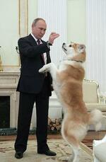 秋田犬「ゆめ」は健在