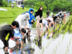 【写真グラフ】雨にも負けず、親子で田植え 「米フェスタ2025 おいしい米づくりにトライ!」