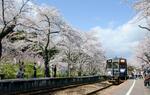 能登の桜、今年も咲き誇り