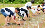 豊作願い苗を丁寧に手植え 大山で新嘗祭の献穀米田植え式