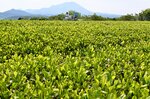 おいしい“一番茶”味わって 米子市の壺亀山で新茶の摘み取り