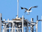 「離れて見守って」 コウノトリつがいの営巣を倉吉市内で初確認