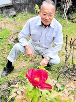 本格的な開花楽しみ 新温泉で寒ボタン咲く