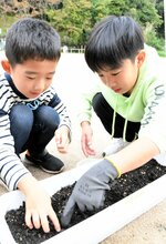 おもてなしの花育てる 市内の小中学校 県美開館向け菜の花活動