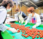 琴浦ミニトマト 出荷スタート 関西方面など11市場へ