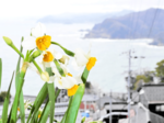 甘い香りに春の気配 余部・御崎