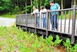 春来の「タチヤ池」改修工事で移植 コウホネ 元の場所に 「新スポットになれば」住民ら期待
