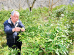 出石の銘茶 復活へ 理髪店主・森垣さん生産奮闘 来月 茶摘みワークショップも