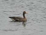 米子水鳥公園にマガン今季初飛来