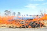 ズームアップ 草原復活へ 新たな芽吹き 新温泉・上山高原で山焼き