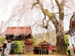 降り注ぐ桜のシャワー 極楽寺