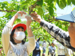 児童ら小袋かけ挑戦 湯梨浜の二十世紀梨「百年樹」