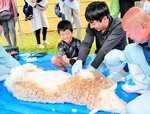 ヒツジ毛刈り、すっきり 牧場公園 子どもたち挑戦