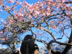 一足早い春を 見に来て 青谷の寒桜