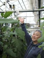 AIで農業の生産性向上、独自の数理モデル