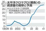 【クロマグロ漁獲枠拡大】流通増で価格低下なるか
