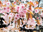 春らんまん2024 陽気に誘われ 一気に華やぐ 新温泉、正福寺桜