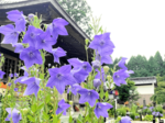 縁側座り、安息の時を 香住・遍照寺 キキョウ見頃