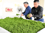 生育遅れも実は大きく 和田山 「朝倉さんしょ」出荷進む