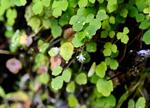 沖縄やんばるに新種の植物