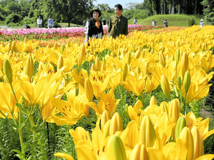 花回廊でユリ見頃 約８０品種７万８千球がお出迎え | 日本海新聞