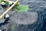 放流ジンベエザメ、川で死んだ理由は?