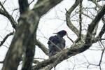 【独自】幻の鳥クマゲラ、21年に撮影