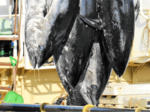 大型ずらり、クロマグロ初水揚げ 境漁港、市場は活気 1982年以降で最も早く