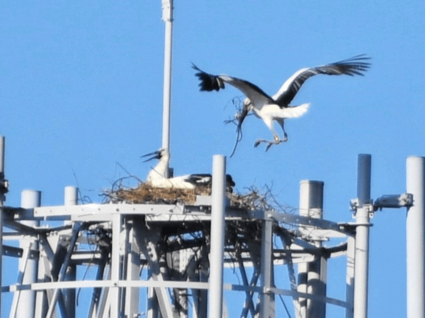【ウェブ早出し】「倉吉で子育てを」 コウノトリつがい営巣を市内で初確認 市民ら温かく見守る