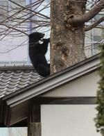 クマ銃猟、市街地で可能に