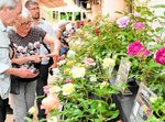 華やか100品種楽しんで 17日開幕 由志園でバラ展覧会
