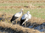 青谷町の水田にコウノトリ飛来 鳥取県内、春の陽気