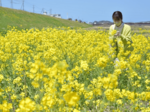 陽気に誘われ菜の花鮮やか