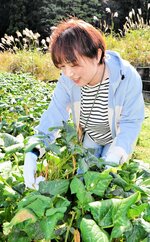 特産品収穫に挑戦 美方大納言小豆 村岡で体験ツアー