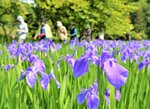 【ウェブ早出し】初夏告げる花姿 岩美・又助池カキツバタ見頃