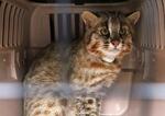 初放獣ツシマヤマネコ死ぬ、長崎