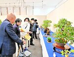 樹齢150年超マツも 鳥取盆栽会が作品展