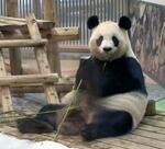和歌山のパンダ全4頭返還へ
