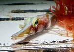 水族館飼育係が見た南極