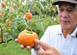 とっとり年末回顧2024(4)カメムシ大量発生 果樹やコメ大打撃 収穫期迎えた農家悲痛