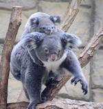 餌のユーカリ栽培にお見合いも