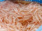 富山特産シロエビ漁、初水揚げ