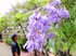 薄紫の花、咲き誇る　八幡屋公園　南米原産　ジャカランダ見頃
