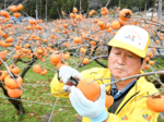 こおげ花御所柿 収穫作業最盛期 八頭