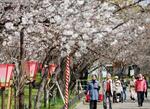障害者ら招き「桜の通り抜け」
