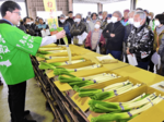 春野菜の先陣切って「春ネギ」出荷 米子・弓浜青果物集出荷予冷センター