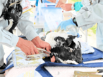 コウノトリひなに足環 赤石と河谷巣塔の7羽 但馬地域で今季初