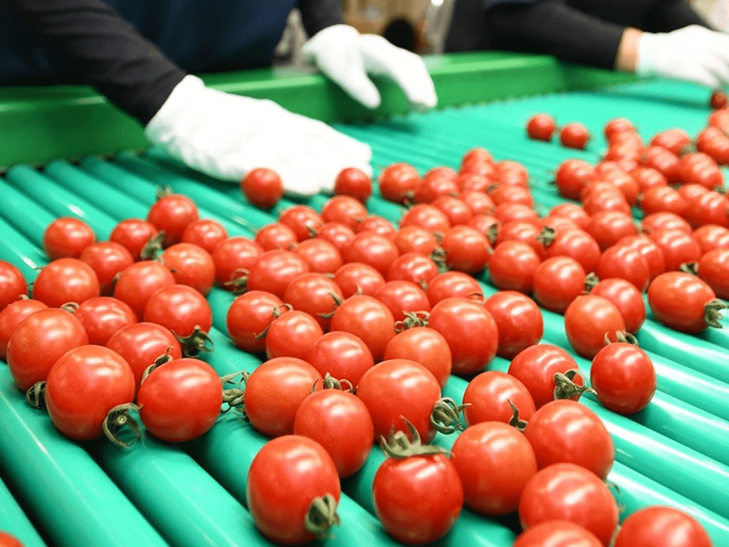 真っ赤に熟して出来栄え上々 琴浦でミニトマト初出荷式 | 日本海新聞 NetNihonkai