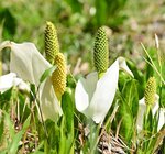 白いかれんな花見頃 日本南西限、大屋のミズバショウ